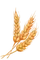 Wheat